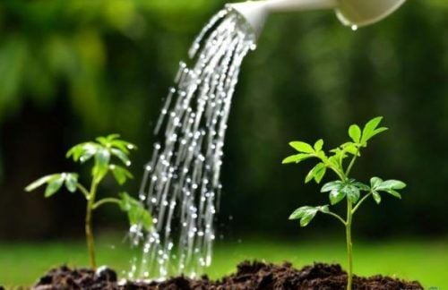 5 Nguyên tắc tưới nước cho cây cần nhớ – ROLIE Việt Nam